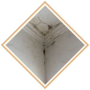 Boca Raton Water Damage Boca Raton, FL 561-295-4531 - sb-ser-03-mold